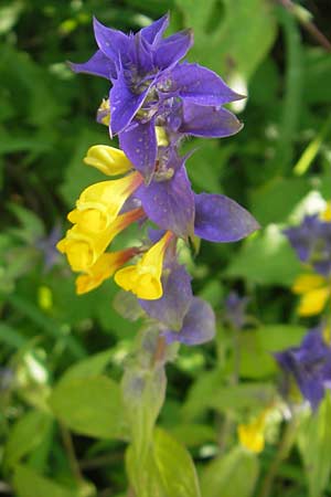 Melampyrum nemorosum \ Hain-Wachtelweizen / Blue Cow-Wheat, D Zeutern 23.6.2012