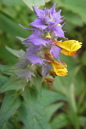 Melampyrum nemorosum \ Hain-Wachtelweizen, D Wanfried 3.8.2013