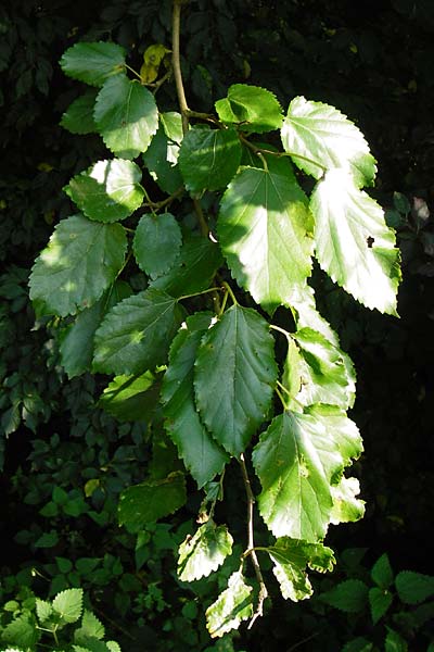 Morus nigra \ Schwarzer Maulbeerbaum / Common Mulberry, D Bensheim 1.10.2014