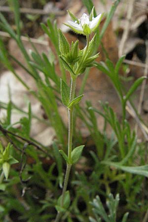 Moehringia trinervia \ Wald-Nabelmiere / Three-Nerved Sandwort, D Schwetzingen 1.5.2006