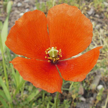 Papaver dubium subsp. confine \ Verkannter Saat-Mohn, D Mannheim 15.5.2006