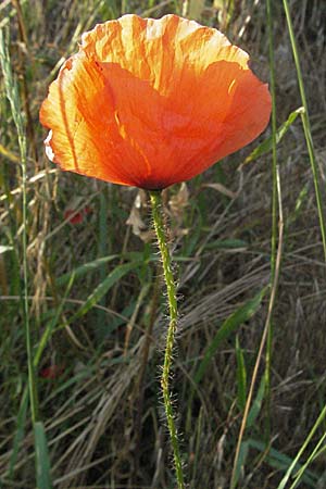 Papaver rhoeas / Common Poppy, D Bruchsal 14.6.2006