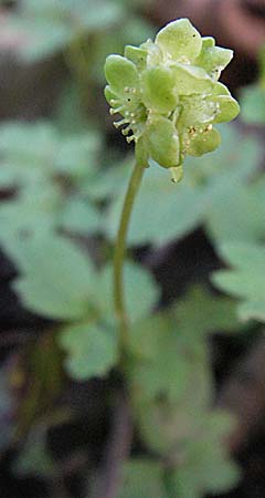 Adoxa moschatellina \ Moschuskraut, D Weinheim an der Bergstraße 2.4.2007