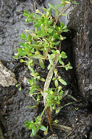 Montia fontana subsp. fontana \ Quellkraut / Blinks, D Schwarzwald/Black-Forest, Feldberg 18.8.2007