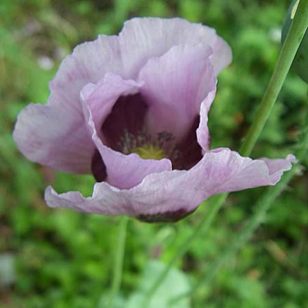 Papaver somniferum / Opium Poppy, D Karlsruhe 19.7.2008