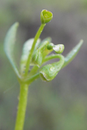 Montia fontana subsp. chondrosperma \ Acker-Quellkraut, Rausamiges Quellkraut / Blinks, D Wörth-Büchelberg 1.5.2009