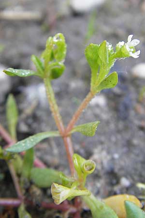 Montia fontana subsp. chondrosperma \ Acker-Quellkraut, Rausamiges Quellkraut / Blinks, D Wörth-Büchelberg 1.5.2009