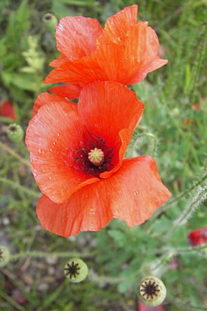 Papaver rhoeas \ Klatsch-Mohn / Common Poppy, D Weinheim an der Bergstraße 13.7.2009