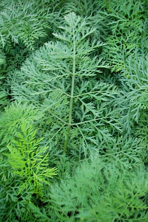 Daucus carota subsp. sativus \ Mohrrbe, Karotte, D Ketsch 13.9.2009