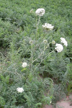 Daucus carota subsp. sativus / Carrot, D Ketsch 13.9.2009