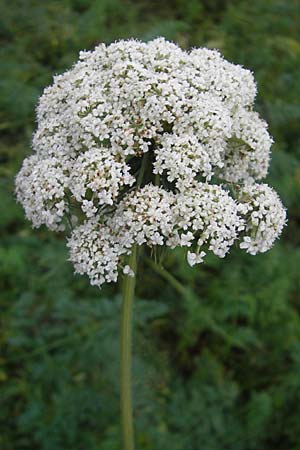 Daucus carota subsp. sativus \ Mohrrbe, Karotte, D Bruchsal 6.10.2009