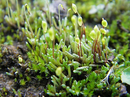 Bryum argenteum \ Silber-Birnenmoos, D Viernheim 20.10.2009