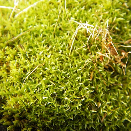 Barbula spec1 ? / Barbula Moss, D Seeheim an der Bergstraße 21.10.2009