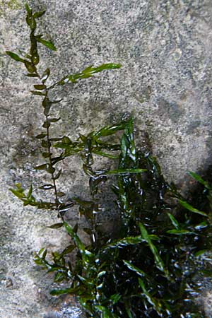 Fontinalis antipyretica \ Brunnen-Moos, D Heidelberg 14.9.2008