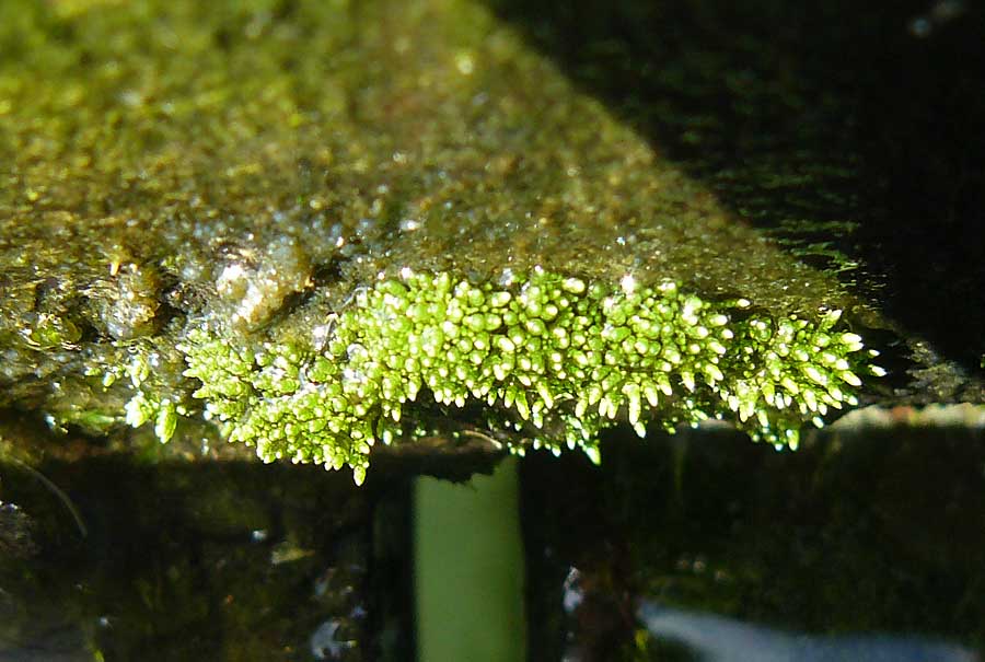 Bryum argenteum ? \ Silber-Birnenmoos / Silvergreen Bryum Moss, Silvery Thread Moss, D Karlsruhe 29.8.2009