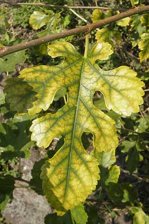 Morus alba \ Weier Maulbeerbaum / Chinese White Mulberry, D Mannheim 25.9.2011