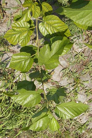 Morus alba \ Weier Maulbeerbaum / Chinese White Mulberry, D Mannheim 25.9.2011