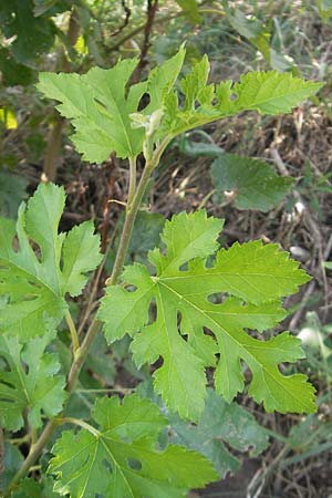 Morus alba \ Weier Maulbeerbaum / Chinese White Mulberry, D Mannheim 25.9.2011