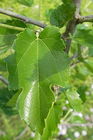 Morus nigra \ Schwarzer Maulbeerbaum, D Zeutern 23.6.2012