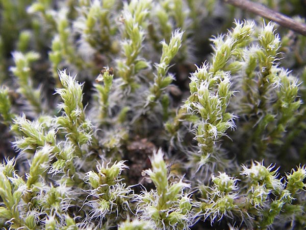 Campylopus introflexus \ Kaktus-Moos / Heath Star Moss, D Mannheim 21.9.2013