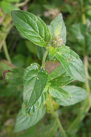 Mentha aquatica \ Wasser-Minze, D Heidelberg 6.9.2009