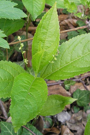 Mercurialis perennis / Dog's Mercury, D Taunus, Hahnstätten 30.4.2012