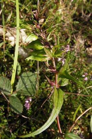 Melampyrum pratense \ Gewhnlicher Wachtelweizen, Wiesen-Wachtelweizen, D Lorch 31.8.2013