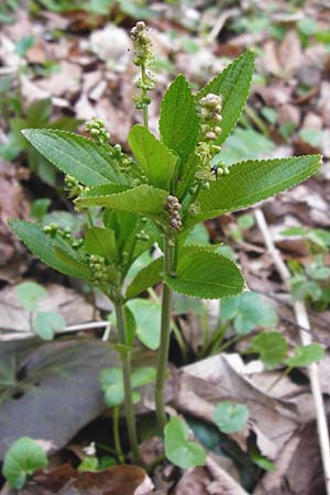 Mercurialis perennis / Dog's Mercury, D Mainberg 27.3.2014