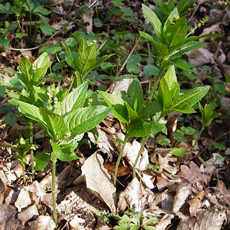 Mercurialis perennis \ Wald-Bingelkraut, D Mainberg 27.3.2014