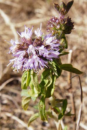 Mentha pulegium \ Polei-Minze, D Pfalz, Speyer 2.7.2014