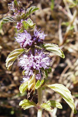 Mentha pulegium \ Polei-Minze, D Pfalz, Speyer 2.7.2014