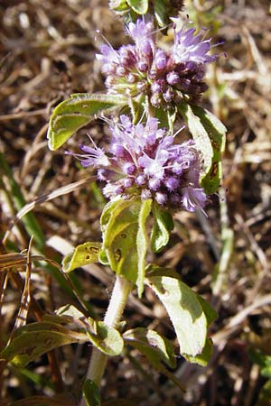 Mentha pulegium \ Polei-Minze / Squaw Mint, Pennyroyal, D Pfalz, Speyer 2.7.2014