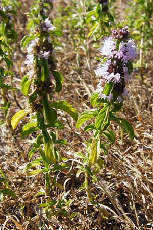 Mentha pulegium \ Polei-Minze / Squaw Mint, Pennyroyal, D Pfalz, Speyer 2.7.2014