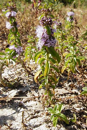 Mentha pulegium \ Polei-Minze / Squaw Mint, Pennyroyal, D Pfalz, Speyer 2.7.2014