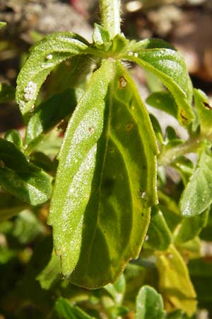 Mentha pulegium \ Polei-Minze, D Pfalz, Speyer 2.7.2014