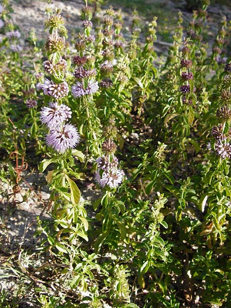 Mentha pulegium \ Polei-Minze, D Pfalz, Speyer 2.7.2014