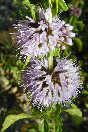 Mentha pulegium \ Polei-Minze / Squaw Mint, Pennyroyal, D Pfalz, Speyer 2.7.2014