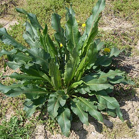 Armoracia rusticana \ Meerrettich / Horse Radish, D Rheinhessen, Wonsheim 26.4.2008