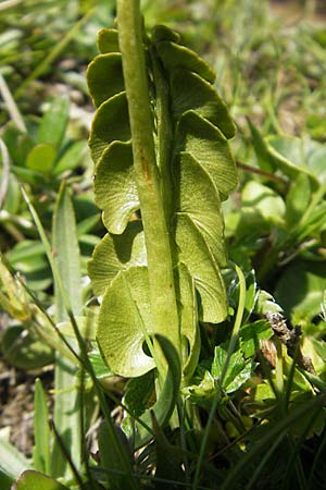 Botrychium lunaria \ Mondraute / Moonwort, D Immenstadt 21.6.2011