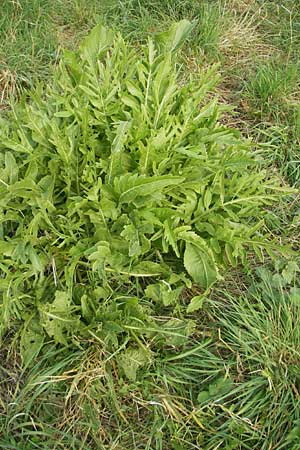 Armoracia rusticana \ Meerrettich / Horse Radish, D Mannheim 25.9.2011