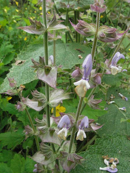 Salvia sclarea \ Muskateller-Salbei / Clary Sage, D Lorsch 1.7.2007