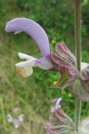 Salvia sclarea \ Muskateller-Salbei, D Lorsch 1.7.2007