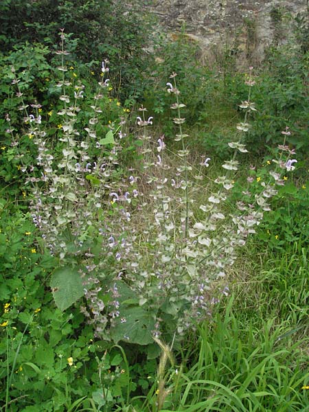 Salvia sclarea \ Muskateller-Salbei, D Lorsch 1.7.2007