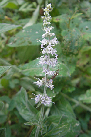 Mentha spicata \ Grne Minze, hrige Minze / Spear-Mint, D Odenwald, Wilhelmsfeld 27.8.2009