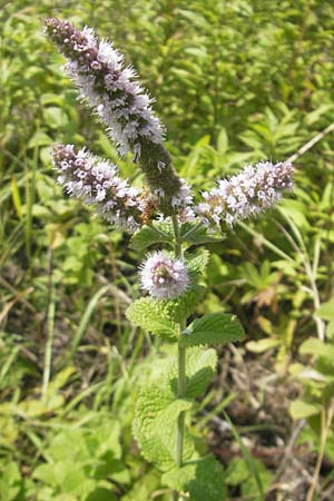 Mentha suaveolens \ Rundblttrige Minze, Apfel-Minze / Round-Leaved Mint, Apple Mint, D Kaiserslautern-Einsiedlerhof 4.9.2010