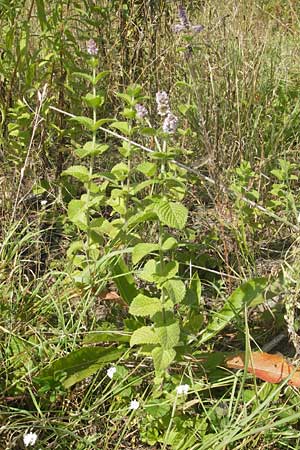 Mentha suaveolens \ Rundblttrige Minze, Apfel-Minze / Round-Leaved Mint, Apple Mint, D Kaiserslautern-Einsiedlerhof 4.9.2010