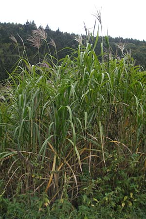 Miscanthus sacchariflorus \ Silberfahnen-Gras, Groes Stielblten-Gras / Amur Silver Grass, D Neckarsteinach 5.10.2011