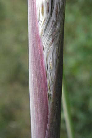 Miscanthus sacchariflorus \ Silberfahnen-Gras, Groes Stielblten-Gras / Amur Silver Grass, D Neckarsteinach 5.10.2011