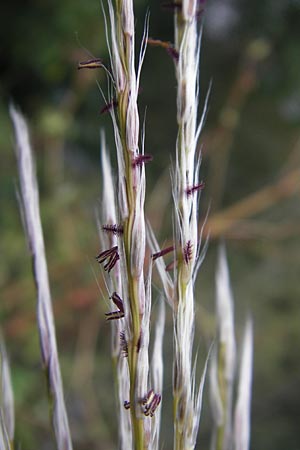 Miscanthus sacchariflorus \ Silberfahnen-Gras, Groes Stielblten-Gras, D Neckarsteinach 5.10.2011