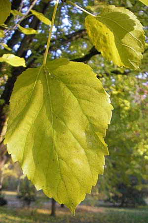 Morus nigra \ Schwarzer Maulbeerbaum, D Schwetzingen, Schloßpark 13.11.2011